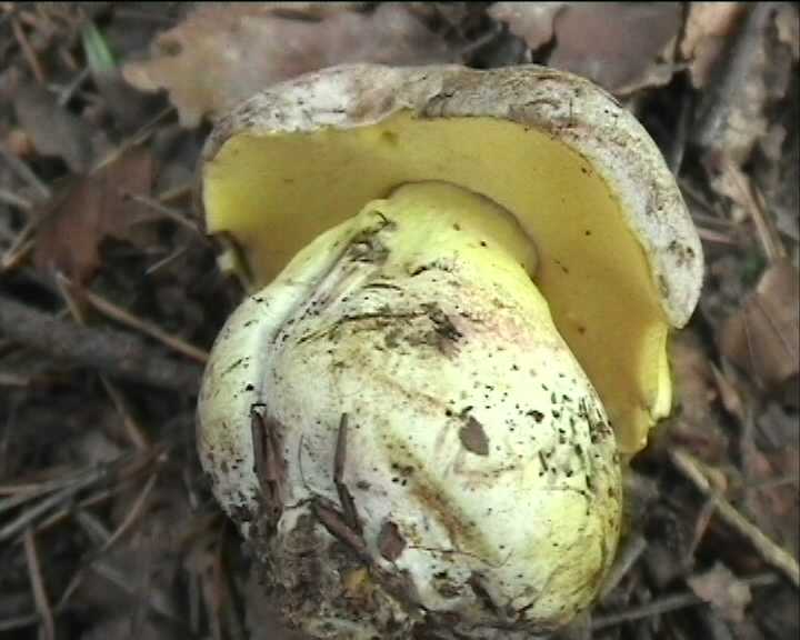 Winkel   ( FRA )   28.08.2004    1 Serie